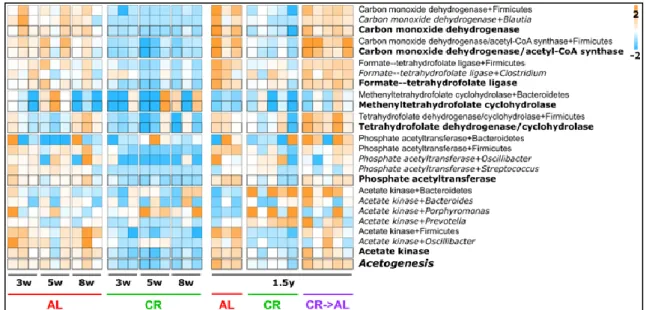 Figure 27: Expression profile of acetogenic enzymes in young and adult rats. Relative abundance values  concerning the young rat  experiment  (left, up to 8 weeks  of treatment, see Section 1.2) and adult rat  experiment (right, 1.5 years of treatment) are