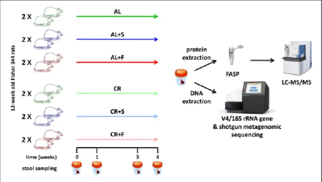 Figure 28: Schematic illustrating the experimental design of the study. 