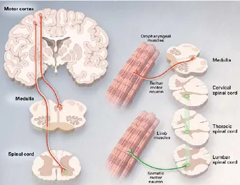 Fig. 2 Rappresentazione dei MNs superiori ed inferiori del tronco encefalico e midollo spinale (Rowland, Shneider, 2001) 