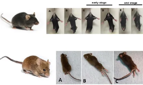 Fig.  10  Topi  transgenici  C57BL/SOD1 G93A   (in  alto)  e  129Sv/SOD1 G93A   (in  basso),  modello  animale  di  SLA  ampiamente  studiato