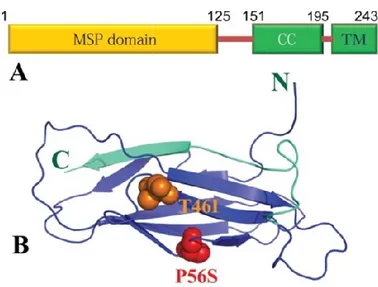 Fig. 12 Struttura della VAPB: (A) Proteina composta da 243 AA, di cui 125 costituiscono il dominio MSP, seguito dai  domini CC e TM