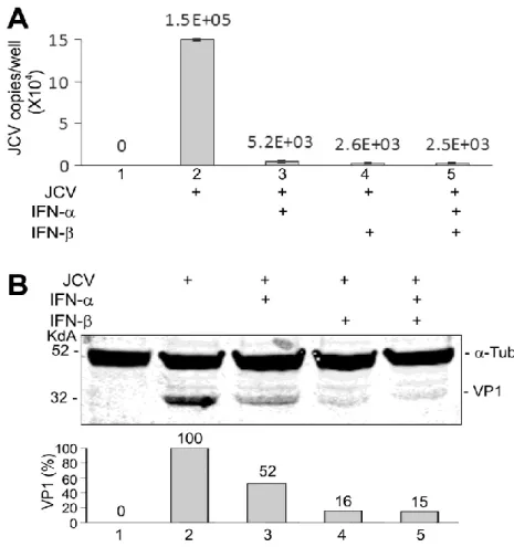 Figure 1.    Inhibition of JCV replication in PHFA by IFN-α and IFN-β.  PHFA were infected  with  the Mad-1 strain  of JCV at  moi = 1 and treated with  IFN-α or/and  IFN-β (100 U/ml), as  indicated,  for  14  days  and  harvested