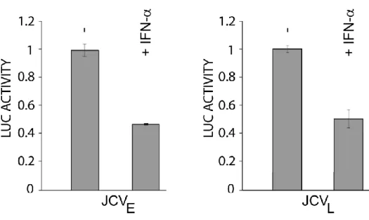 Figure  2.    Effect  of  IFN-α  on  JCV  early  and  JCV  late  transcription.   TC620  cells  were  transfected  with  luciferase  reporter  plasmid  for  the  JCV  early  and  JCV  late  promoters