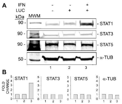 Figure  3.    Effect  of  IFN-α  on  STAT1,  STAT3  and  STAT5  expression.   TC620  cells  were  transfected  with  luciferase  reporter  plasmid  for  the  JCV  early  promoter  and  treated  with  or  without  100  U/ml  IFN-α