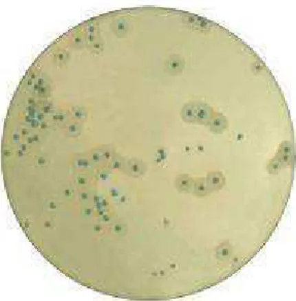 Figura  2:  Aspetto  delle  colonie  di  Listeria  con  e  senza  alone  di  precipitazione  su  terreno  selettivo  ALOA