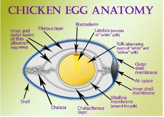 Figure 2. Illustration of egg anatomy 