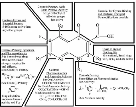 Figure 6. Structure–activity relationship of fluoroquinolones 
