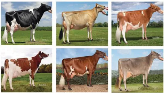 Figure 10. Breeds of dairy cattle (Dairy Moos blog, photographed by Cybil Fisher). 