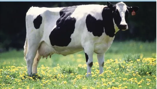 Figure 12. Black and white Holstein Friesian. 