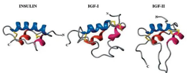 Figure 22. Ribbon structures of IGF-I, IGF-II and insulin showing the B domain helix 1  (blue), A domain helix 2 (pink) and A domain helix 3 (red) (Denley et al., 2005)