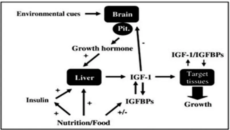 Figure  24. Illustration of the GH/IGF-I endocrine axis. Multiple hormonal and  nutritional factors may stimulate (+) the production and/or modify (+/-) the activity  of IGF-I