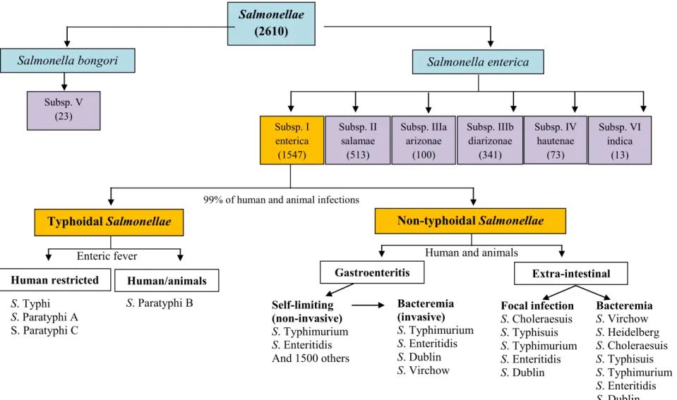 Fig. 2. General overview of Salmonella enterica classification. Two species have been defined using DNA-DNA hybridization and MLEE (Crosa et al.,  1973; Reeves et al., 1989)