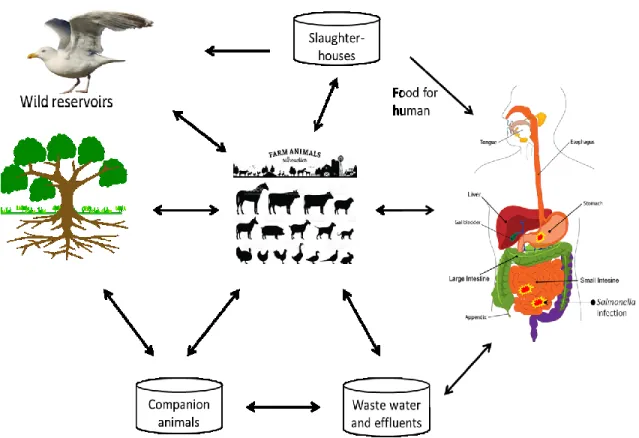 Fig.  3.  Transmission  of  Salmonella  in  the  human-animal-environment  web.  Salmonella  is  habitually spread after the consumption of contaminated raw meat, eggs and chicken, milk and  other dairy products, fish and other sea foods, fruits and vegeta