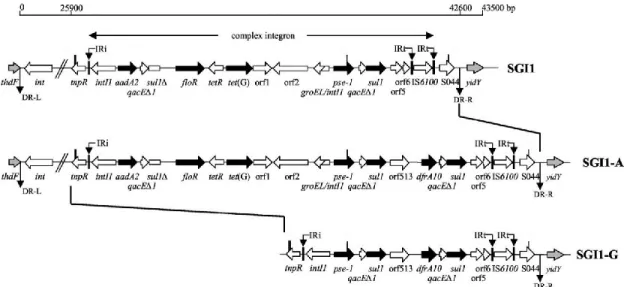 Fig.  5.  Schematic  view  of  the  genetic  organization  of  the  MDR  gene  clusters  of  SGI1