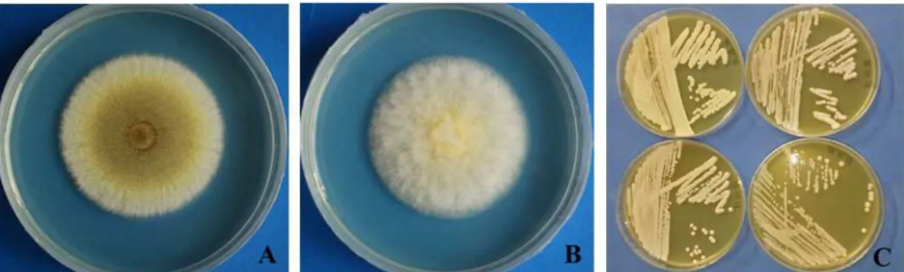 Figura  7.  I  ceppi  ocratossigeni  utilizzati  in  questo  lavoro:  Aspergillus  carbonarius  Bainier  Thom