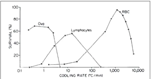 Figura 1.3. Sopravvivenza cellulare vs. velocità di raffreddamento in oociti, linfociti e eritrociti. Immagine tratta  da Mazur 1984, (Mazur, 1984). 