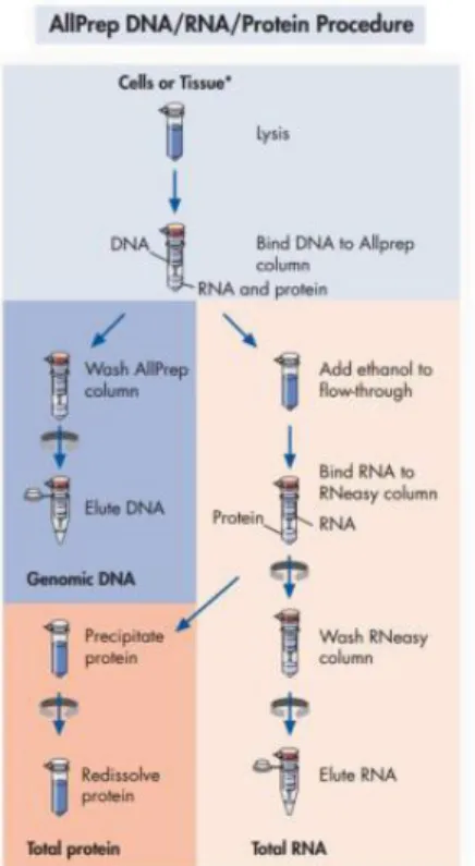 Figura 9. Estrazione RNA e proteine col kit “All Prep” 