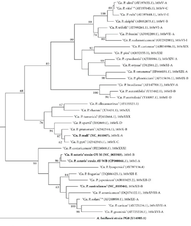 Fig. I.4- Albero filogenetico costruito attraverso “parsimony analysis” del gene 16S rDNA
