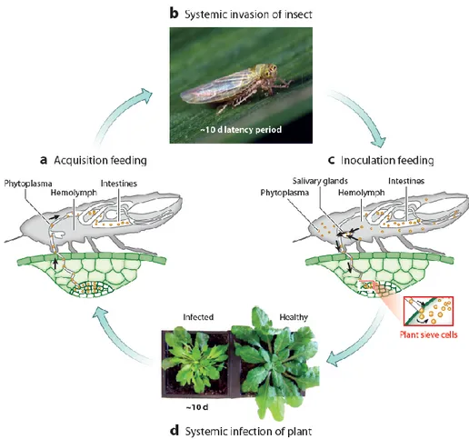 Fig. I.5- Nella fase iniziale l’insetto acquisisce il fitoplasma da una pianta infetta (a) e viene  a  sua  volta  infettato  durante  un  periodo  di  latenza  dipendente  dalle  specie  coinvolte  (b)