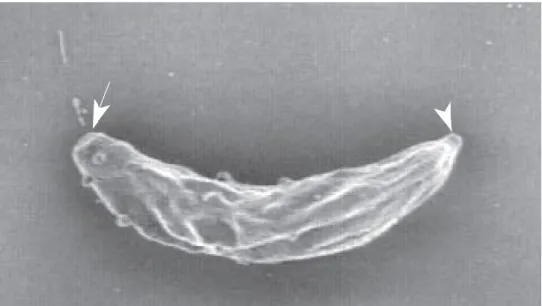 Figura 1. Immagine al microscopio elettronico di un tachizoite di T. gondii (Dubey J.P., 2010)