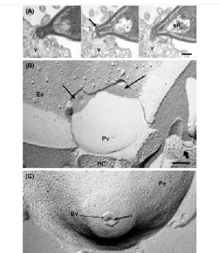 Figura 4. Tachizoite di T. gondii che invade la cellula ospite in vitro (Weiss L.M. &amp; Kim K