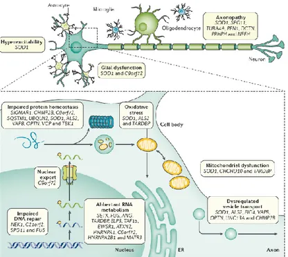Figure  2.  Molecular  mechanisms  of  motor  neuron  injury  in  ALS.  ALS  is  a  complex  disease  involving  activation  of  several  cellular  pathways  in  motor  neurons,  and  dysregulated  interaction  with  neighbouring  glial cells 2 