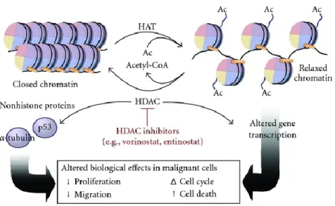 Figure 7. Effects of HDAC inhibitors: When disabled, HDACs can not mediate chromatin condensation