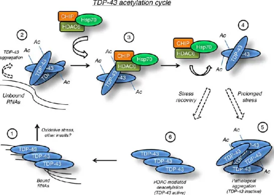 Figure 8 Acetylation and deacetylation cycle of TDP-43. TDP-43 which normally has a high affinity for nuclei  when  it  is  subjected  to  excessive  stress  oxidizing,  for  example  by  external  factors  or  genetic  factors,  undergoing modifications s
