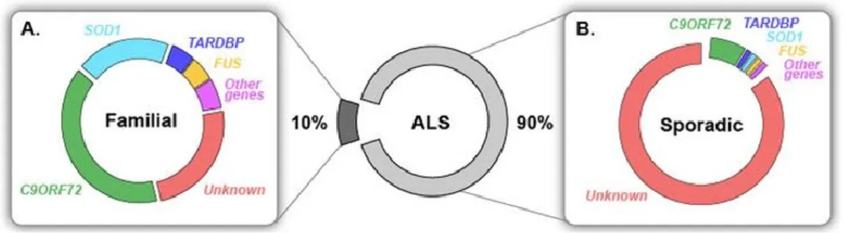 Figure 1. Known genetic causes in familial and sporadic ALS. Most ALS cases are sporadic (sALS) and only  10% are inherited, called familial (fALS)