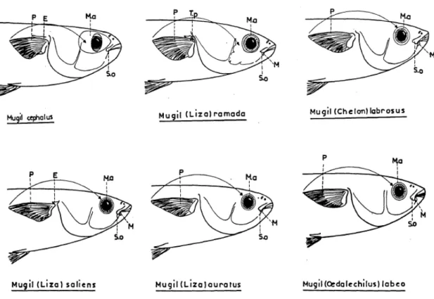 Fig. 1.6  Profiles of mullet heads. E: axillary scale. M: maxillary. Ma: adipose  membrane