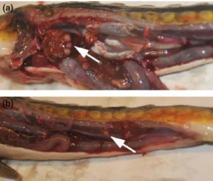 Fig.  1.11  Visceral organs of a Russian sturgeon infected by Mycobacterium  salmoniphilum