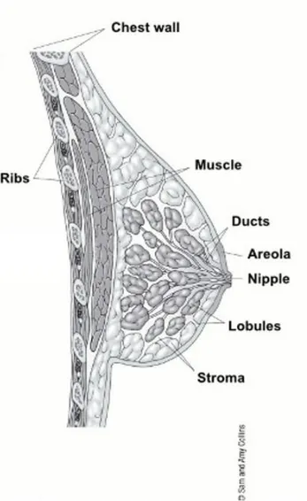 Figure 1. Anatomy of the female breast 
