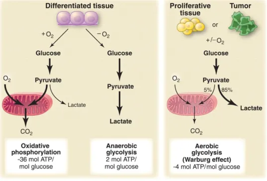 Figure 9. Comparison of glycolysis between a normal tissue and tumour/ proliferated  tissue ( taken from 174)