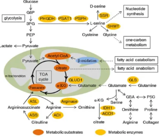 Figure  10.  Amino  acids  metabolism  in  cancer  cells  and  its  crosstalk  with  other  metabolism  pathways
