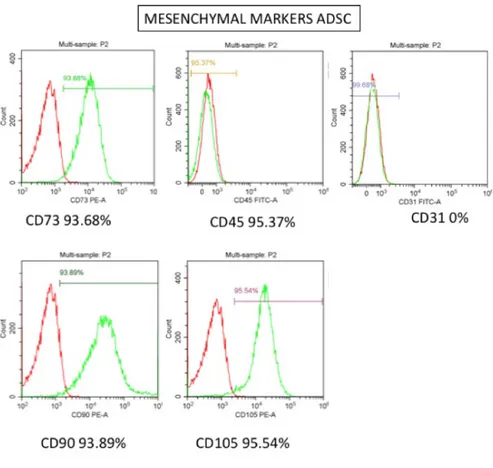 Fig. 31 Mesenchymal surface markers tested in flowcitometry. CD73, CD90 and CD105 were significantly expressed,  contrarily CD45 and CD31 typical hematopoietic markers.