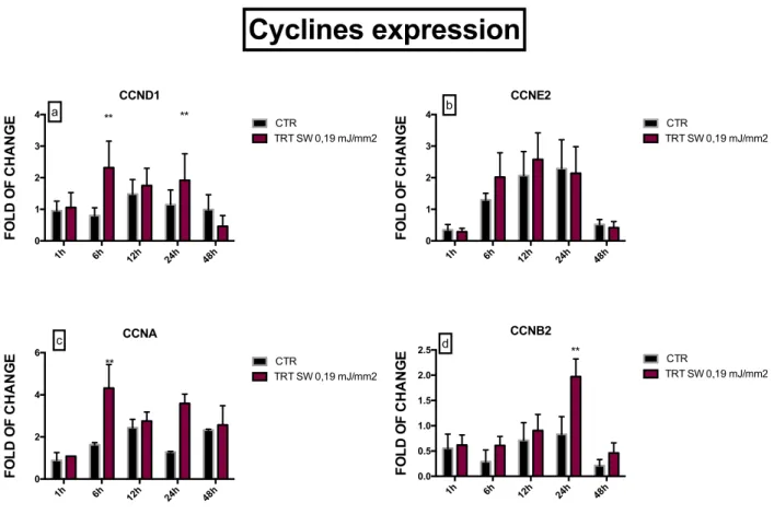 Fig. 34 Effect of Shock wave 100 pulses on cyclin expression  in Adipose derived stem cells (ADSC)