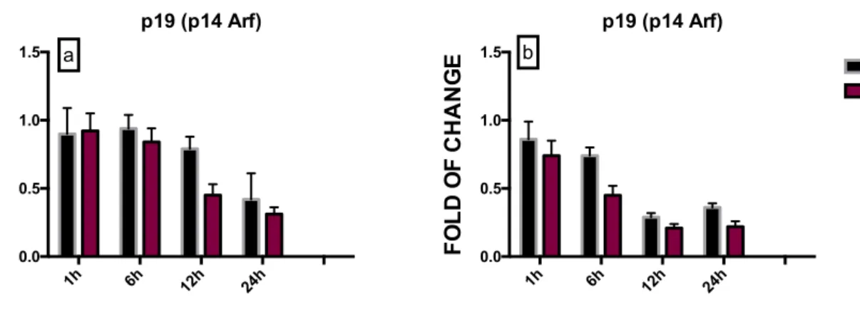 Fig. 35 Effect of Shock wave 100 pulses on DNA Damage markers  in Adipose derived stem cells (ADSC)