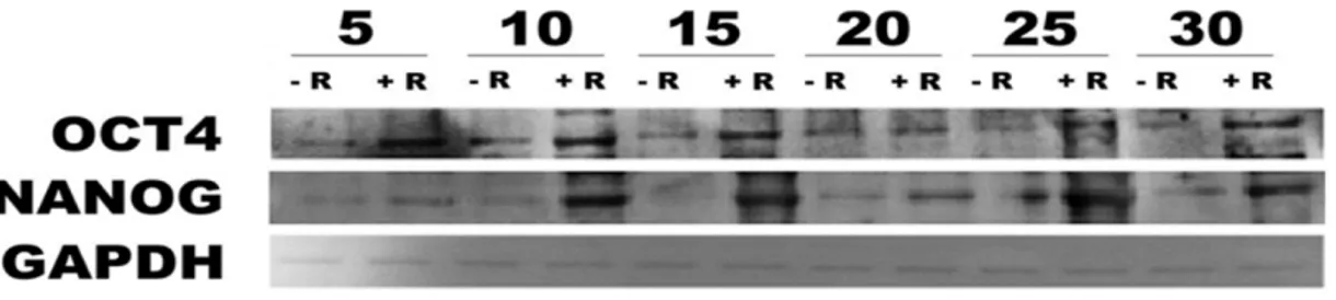 Fig. 13 Effect of REAC on protein expression  Oct4 and Sox2. Total proteins  were isolated from ADhMSCs REAC exposed for 12 hours in  th (+R) or not exposed (-R)