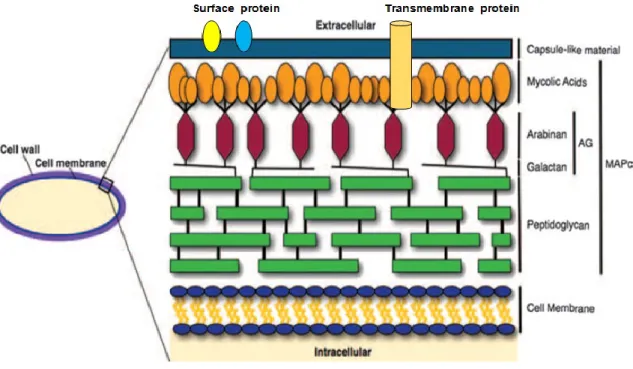 Figure  1.7:  Basic  components  of  the  mycobacterial  cell  wall.  MAPc,  MA-AG-PG  complex  (Hett  and  Rubin, 2008)