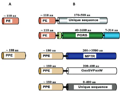 Figure 1.10: Domain organization of the PE and PPE proteins. (A) the most ancestral members of these  family  consist  of  only  PE/PPE  domain