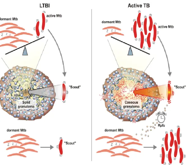 Figure 1.13: Dynamic models for latent tuberculosis infection (Gengenbacher and Kaufmann, 2012)