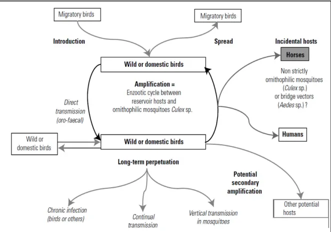 Fig. 1.4 Usutu virus transmission cycle (from Pradier et al 2012) 