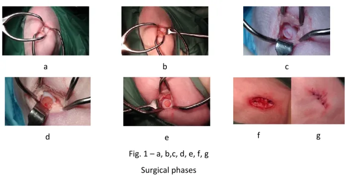 Fig. 1 – a, b,c, d, e, f, g  Surgical phases 