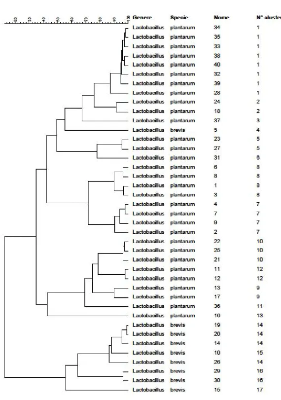 Figura 1. Analisi cluster del fingerprinting genetico dei 40 batteri lattici