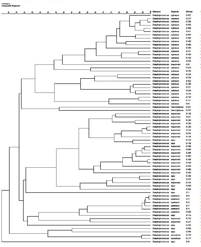 Figura 2. Analisi cluster del fingerprinting genetico dei 70 stafilococchi