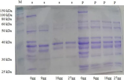 Figura 6. SDS-PAGE delle proteine sarcoplasmatiche, idrolizzate dal ceppo S. pasteuri S3, ai 0, 9, 18 e 27 giorni di incubazione