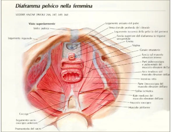 Figura1: Diagramma pelvico nella donna (Atlante Netter) 
