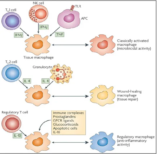 Figure  1.2. Cytokines produced by immune cells can give rise to macrophages  with distinct physiology