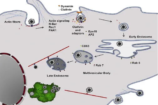 Figure 1.8 Replication cycle of ASFV. Replication cycle of ASFV, from virus entry  to  formation  of  the  early  endosome,  its  maturation,  virion  desencapsidation  in  the  acidic  late  endosomal  compartments  and  finally  to  virions  exit  along 