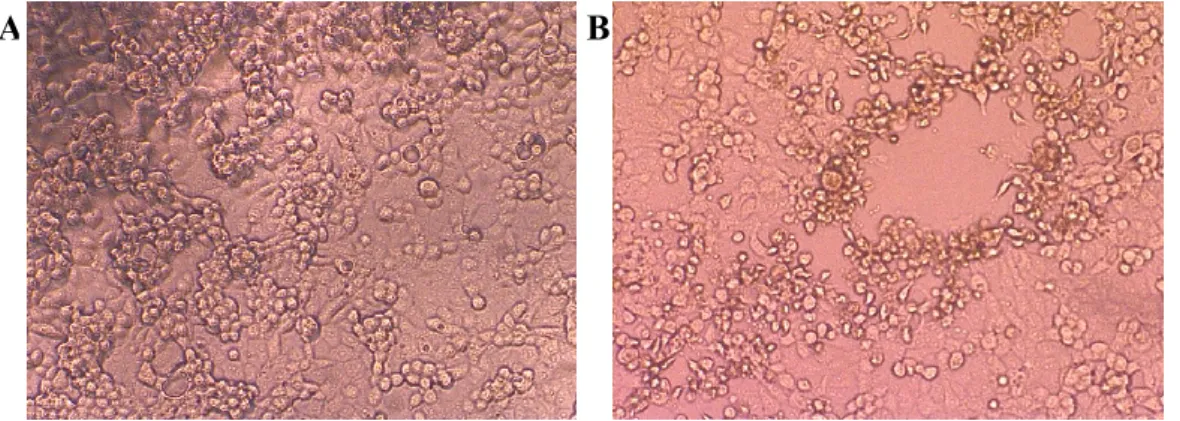 Figure 2.1. Infection of Vero cells with BA71V. Vero cells were mock-infected (A)  or  infected  for  24  hours  with  BA71V  (B)